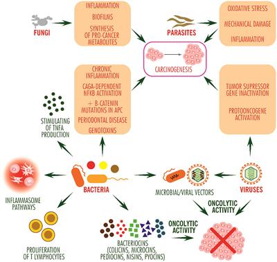 Microbiome and cancer: from mechanistic implications in disease progression and treatment to development of novel antitumoral strategies